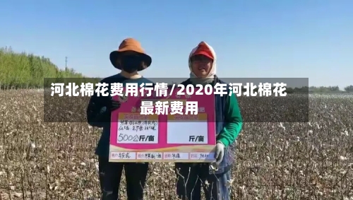 河北棉花费用行情/2020年河北棉花最新费用-第3张图片
